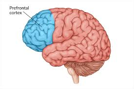 https://www.flintrehab.com/prefrontal-cortex-damage/