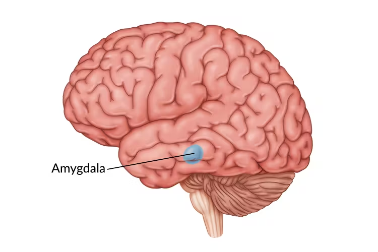 https://www.flintrehab.com/damage-to-the-amygdala/